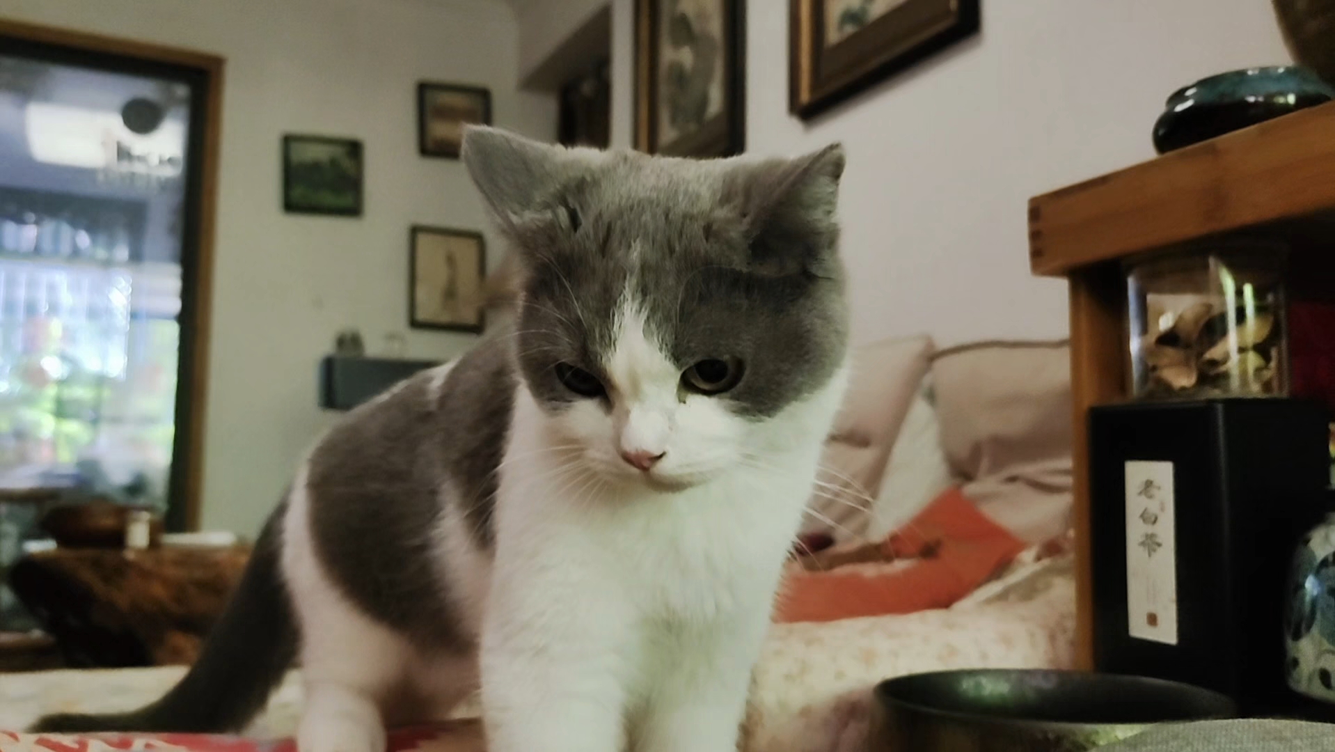 慵懒小猫音频下载_(慵懒小猫音频下载百度云)